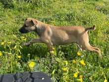 UKRA, Hund, Mischlingshund in Italien - Bild 7