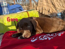 GORA, Hund, Labrador Retriever Mischling in Spanien - Bild 10