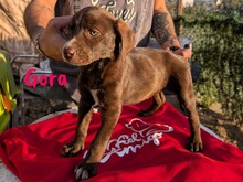 GORA, Hund, Labrador Retriever Mischling in Spanien - Bild 3