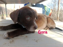 GORA, Hund, Labrador Retriever Mischling in Spanien - Bild 4