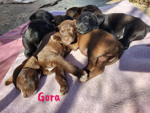 GORA, Hund, Labrador Retriever Mischling in Spanien - Bild 5