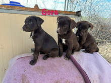 GORA, Hund, Labrador Retriever Mischling in Spanien - Bild 6