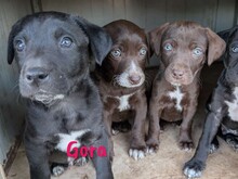 GORA, Hund, Labrador Retriever Mischling in Spanien - Bild 7