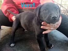 VARO1, Hund, Labrador Retriever Mischling in Spanien - Bild 1