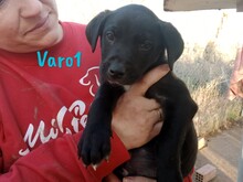 VARO1, Hund, Labrador Retriever Mischling in Spanien - Bild 2