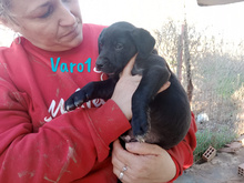 VARO1, Hund, Labrador Retriever Mischling in Spanien - Bild 3