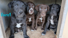 VARO1, Hund, Labrador Retriever Mischling in Spanien - Bild 7