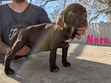 NARA, Hund, Labrador Retriever Mischling in Spanien - Bild 10