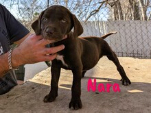 NARA, Hund, Labrador Retriever Mischling in Spanien - Bild 11