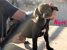 NARA, Hund, Labrador Retriever Mischling in Spanien - Bild 2