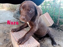 NARA, Hund, Labrador Retriever Mischling in Spanien - Bild 3