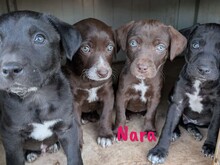 NARA, Hund, Labrador Retriever Mischling in Spanien - Bild 5