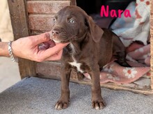 NARA, Hund, Labrador Retriever Mischling in Spanien - Bild 7