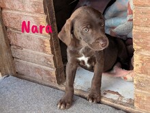 NARA, Hund, Labrador Retriever Mischling in Spanien - Bild 8