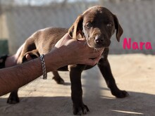 NARA, Hund, Labrador Retriever Mischling in Spanien - Bild 9