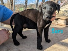 SURO, Hund, Labrador Retriever Mischling in Spanien - Bild 1