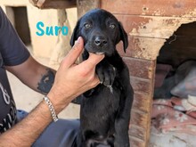 SURO, Hund, Labrador Retriever Mischling in Spanien - Bild 2