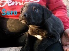 SURO, Hund, Labrador Retriever Mischling in Spanien - Bild 3