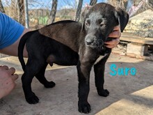 SURO, Hund, Labrador Retriever Mischling in Spanien - Bild 5