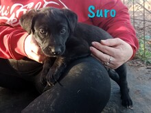 SURO, Hund, Labrador Retriever Mischling in Spanien - Bild 6