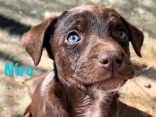 NIRO, Hund, Labrador Retriever Mischling in Spanien - Bild 1