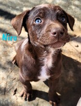 NIRO, Hund, Labrador Retriever Mischling in Spanien - Bild 2