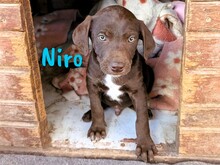 NIRO, Hund, Labrador Retriever Mischling in Spanien - Bild 3