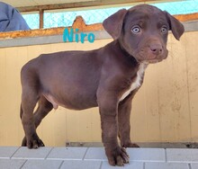 NIRO, Hund, Labrador Retriever Mischling in Spanien - Bild 4