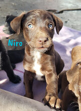 NIRO, Hund, Labrador Retriever Mischling in Spanien - Bild 5