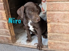 NIRO, Hund, Labrador Retriever Mischling in Spanien - Bild 6