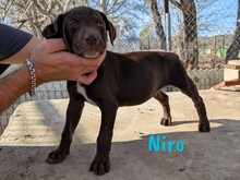 NIRO, Hund, Labrador Retriever Mischling in Spanien - Bild 7