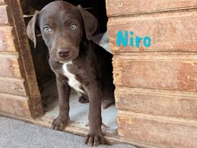 NIRO, Hund, Labrador Retriever Mischling in Spanien - Bild 8