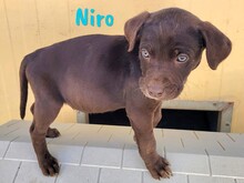 NIRO, Hund, Labrador Retriever Mischling in Spanien - Bild 9