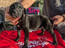 SIRA, Hund, Labrador Retriever Mischling in Spanien - Bild 1