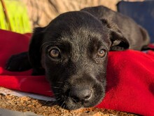 SIRA, Hund, Labrador Retriever Mischling in Spanien - Bild 2