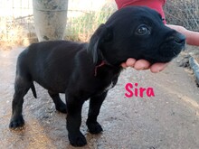 SIRA, Hund, Labrador Retriever Mischling in Spanien - Bild 3