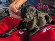 SIRA, Hund, Labrador Retriever Mischling in Spanien - Bild 5