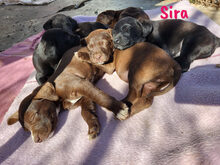 SIRA, Hund, Labrador Retriever Mischling in Spanien - Bild 6