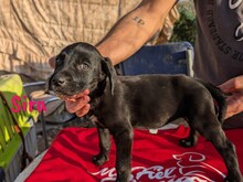 SIRA, Hund, Labrador Retriever Mischling in Spanien - Bild 8