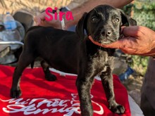 SIRA, Hund, Labrador Retriever Mischling in Spanien - Bild 9