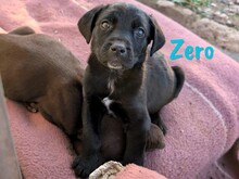 ZERO, Hund, Labrador Retriever Mischling in Spanien - Bild 1