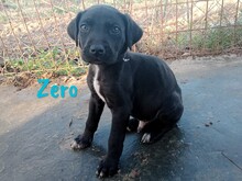 ZERO, Hund, Labrador Retriever Mischling in Spanien - Bild 3