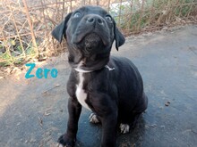 ZERO, Hund, Labrador Retriever Mischling in Spanien - Bild 7