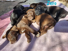 ZERO, Hund, Labrador Retriever Mischling in Spanien - Bild 8