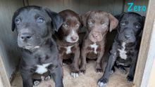 ZERO, Hund, Labrador Retriever Mischling in Spanien - Bild 9