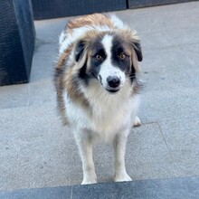 MAIA, Hund, Mischling in Rumänien - Bild 3