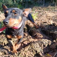 JACQUELINE, Hund, Mischling in Portugal - Bild 2