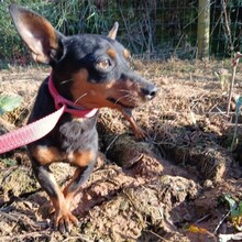 JACQUELINE, Hund, Mischling in Portugal - Bild 3