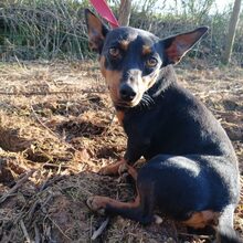 JACQUELINE, Hund, Mischling in Portugal - Bild 4