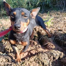 JACQUELINE, Hund, Mischling in Portugal - Bild 6